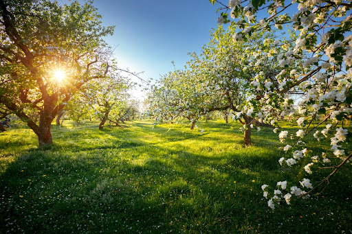 Grassy field with blossoming trees in Columbia River Gorge