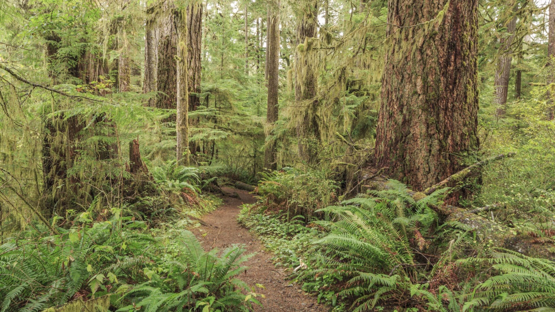 Day-hiking-washington-state-forest