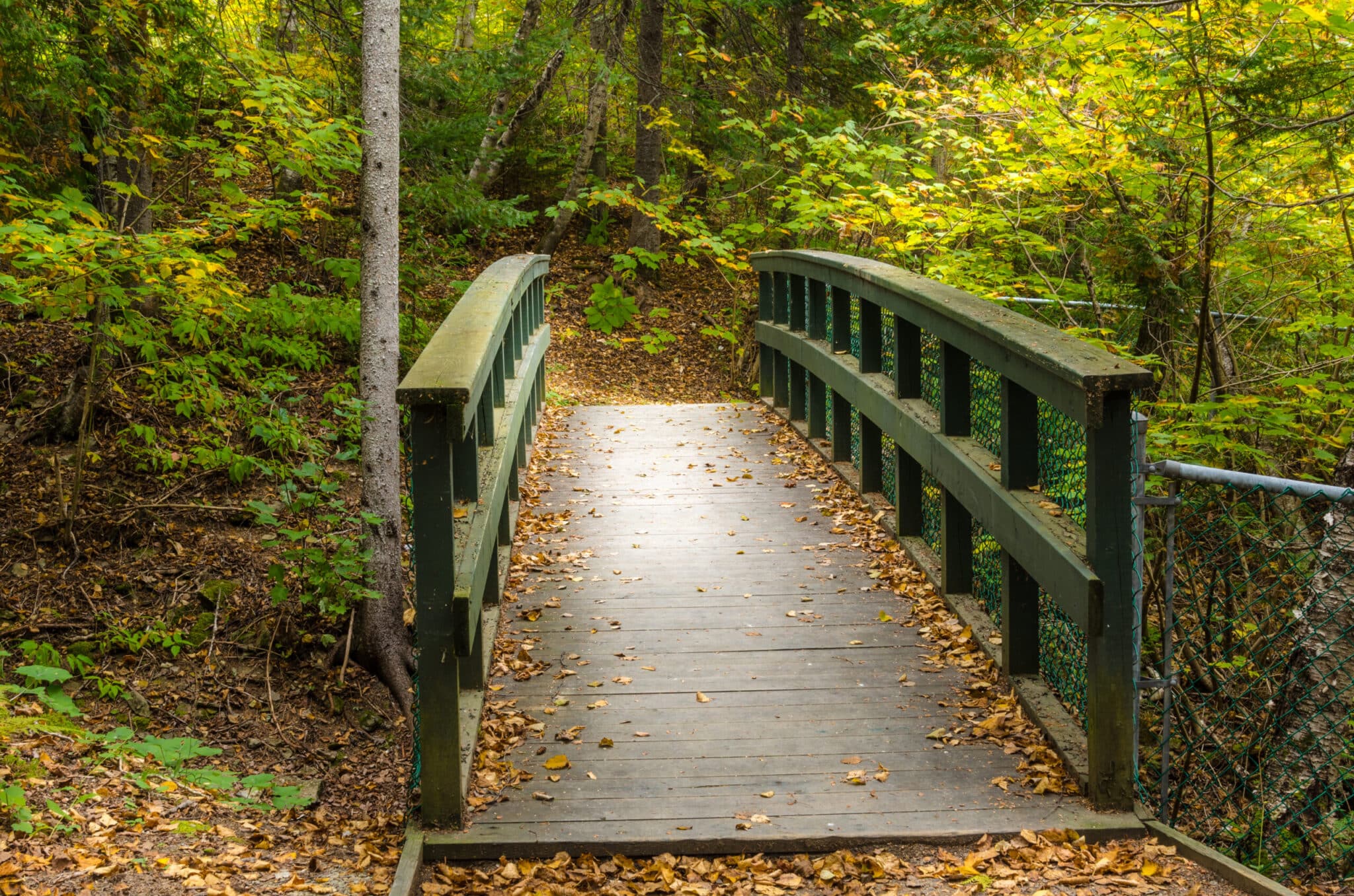 Wood Bridge in Forest