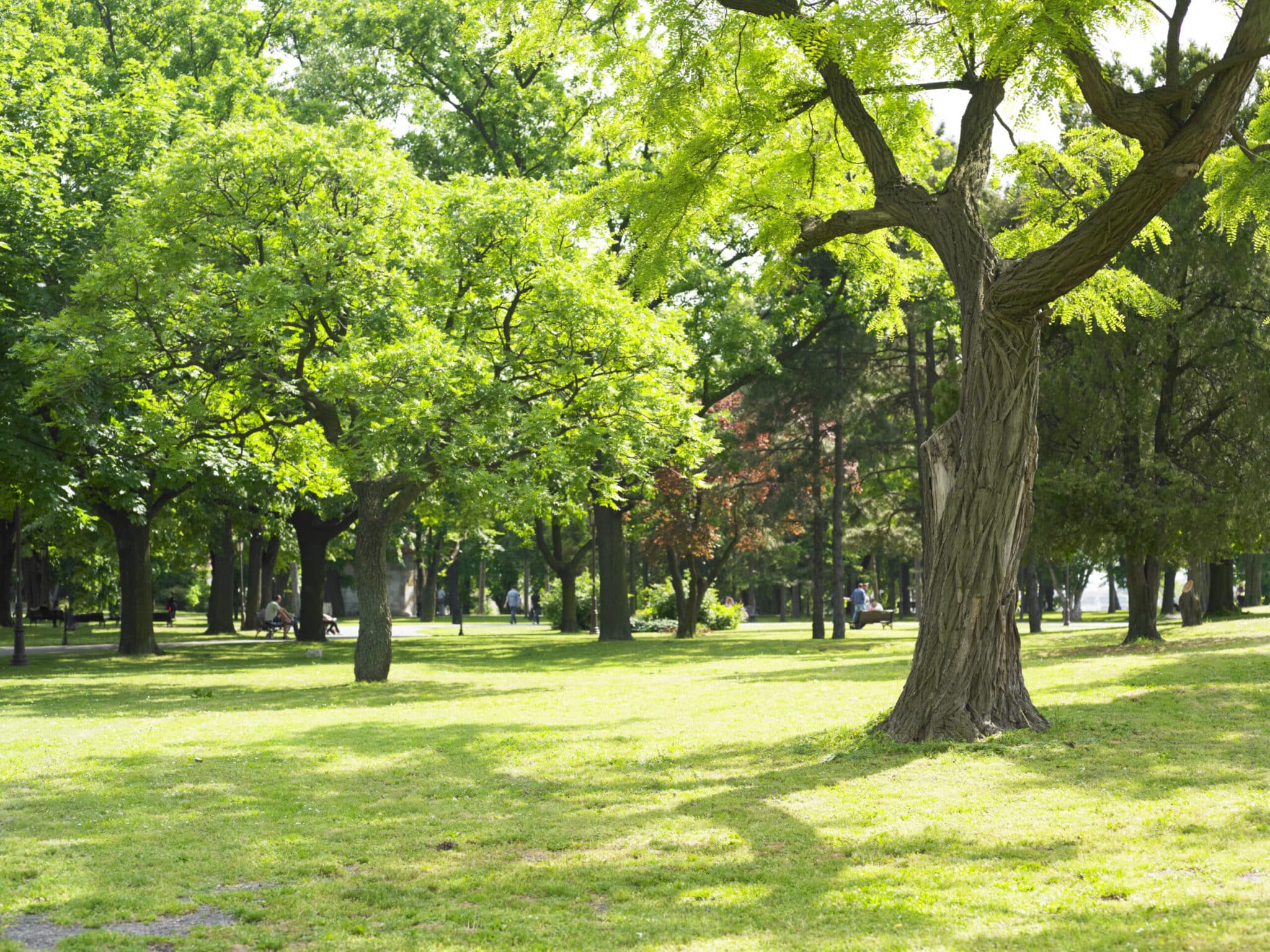 Sunny Green Park and beautiful day in nature