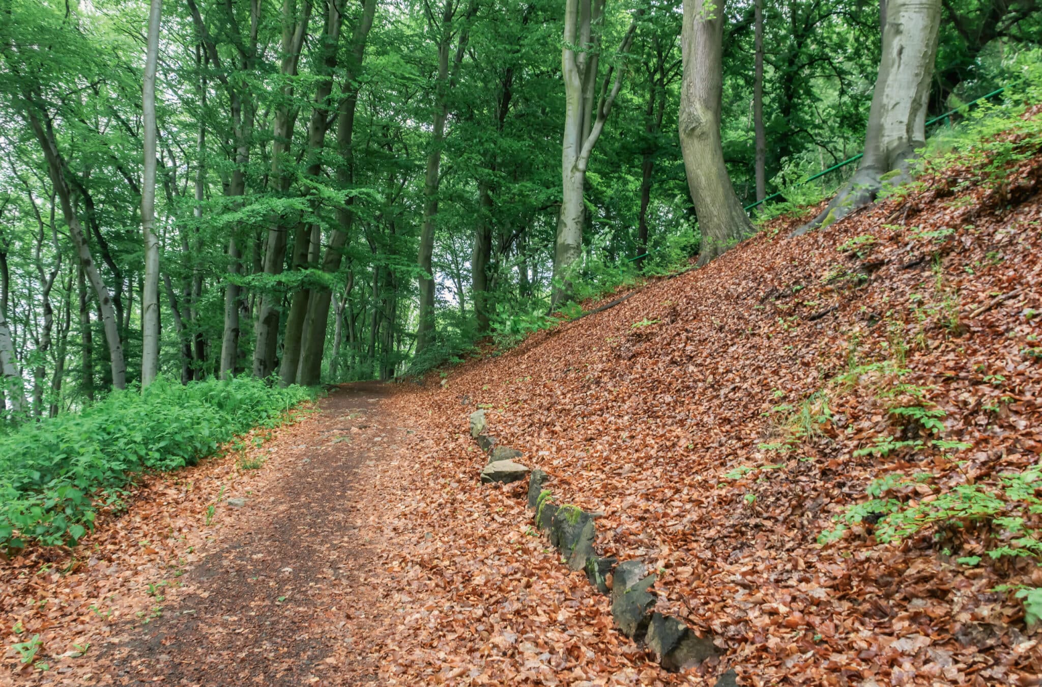 Coal Creek Trail