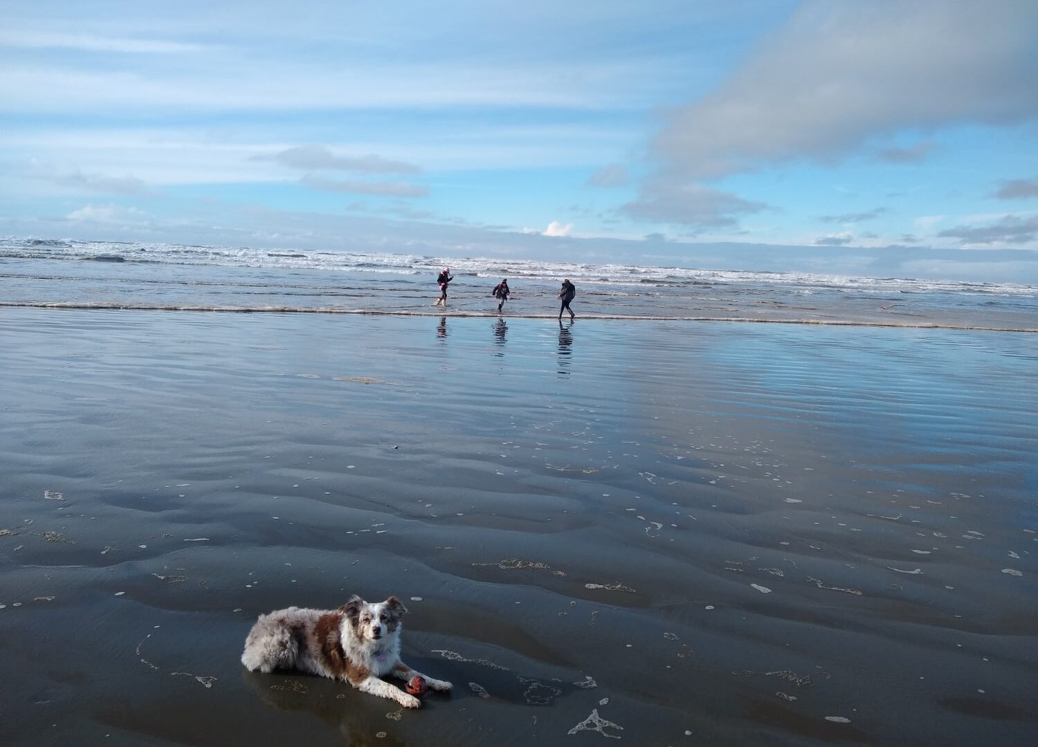 Dog on the beach with kids in distance (Swantown Inn)