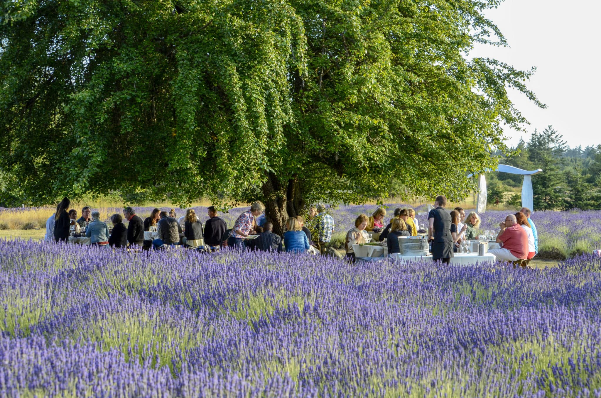 Pelindaba Lavender Farm