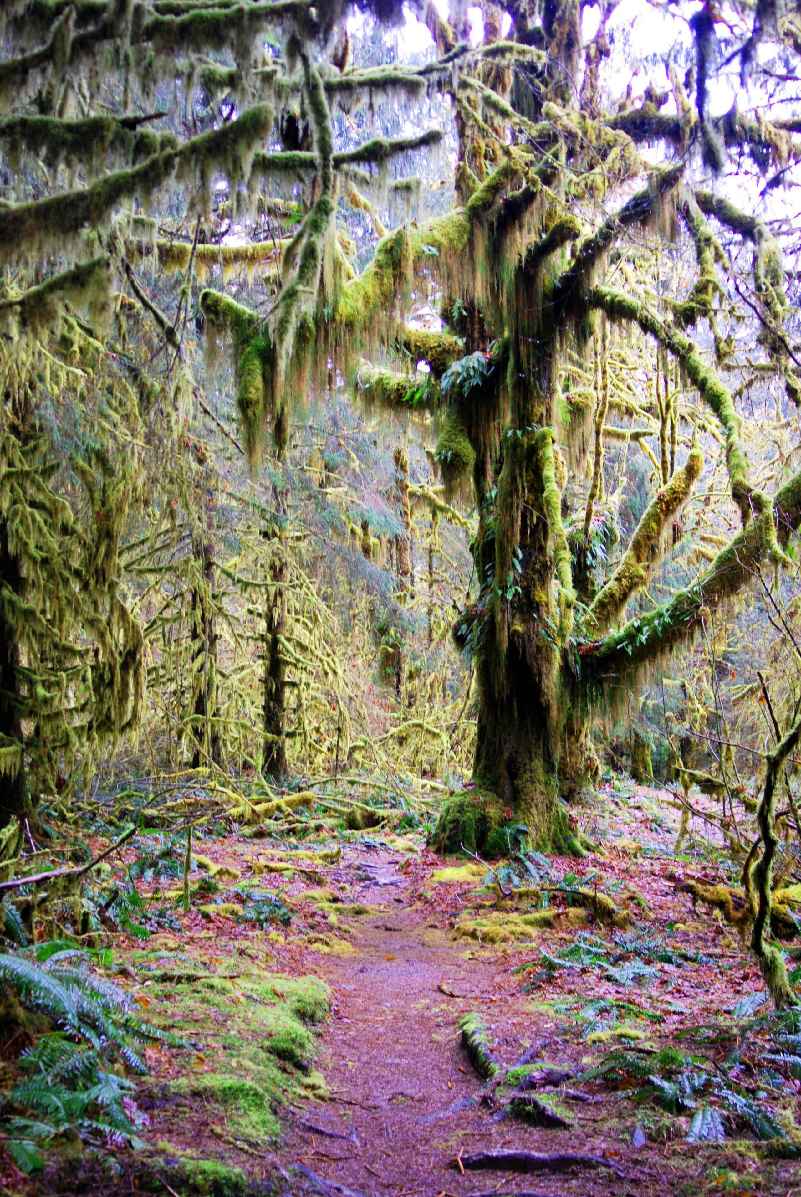 Unique Forests of Washington State - Washington INNsiders