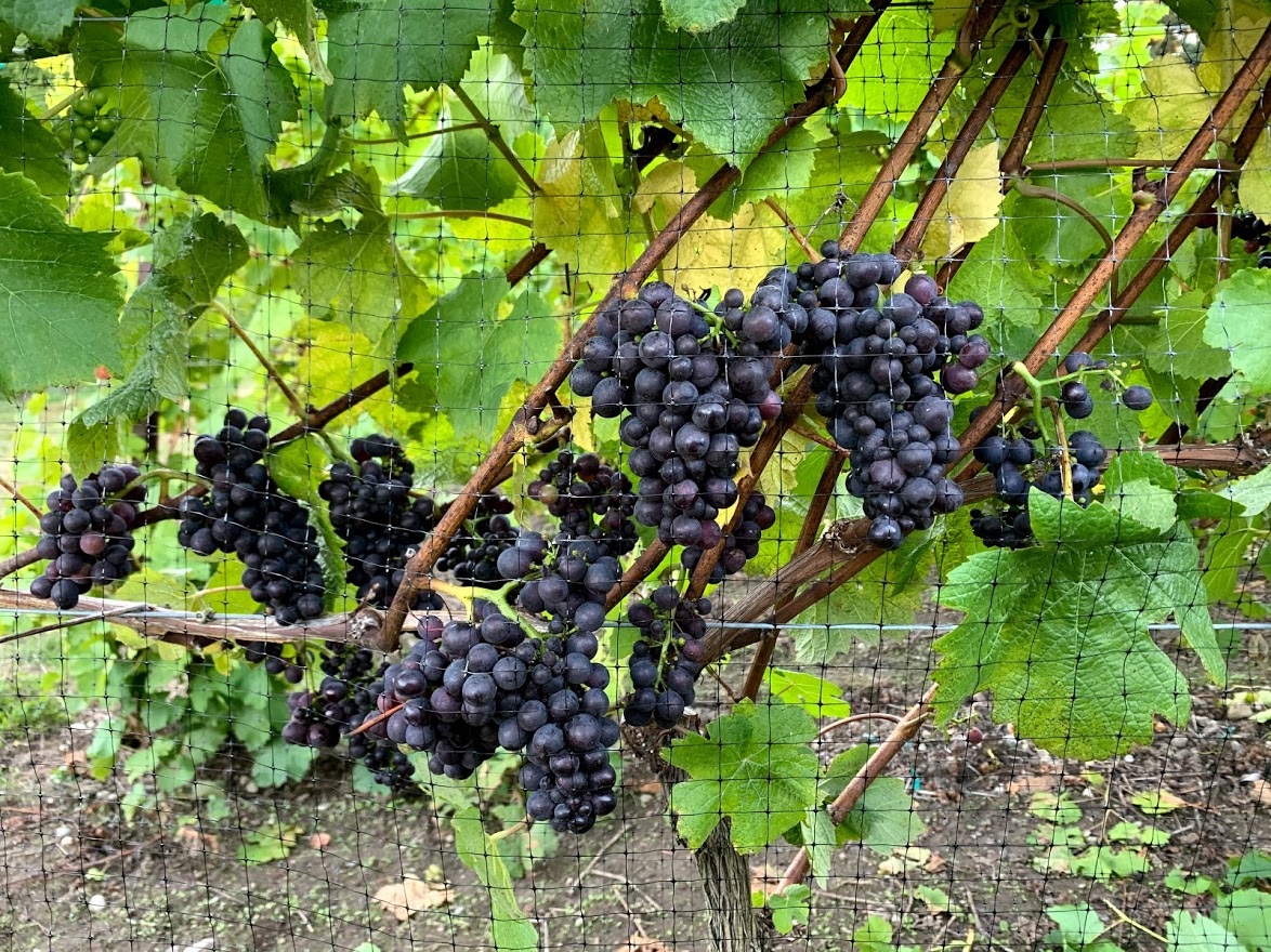 Grapes on vine at vineyard of Comforts of Whidbey