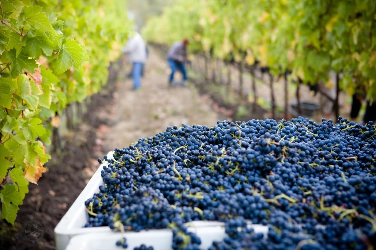 wine grapes with vineyard in background