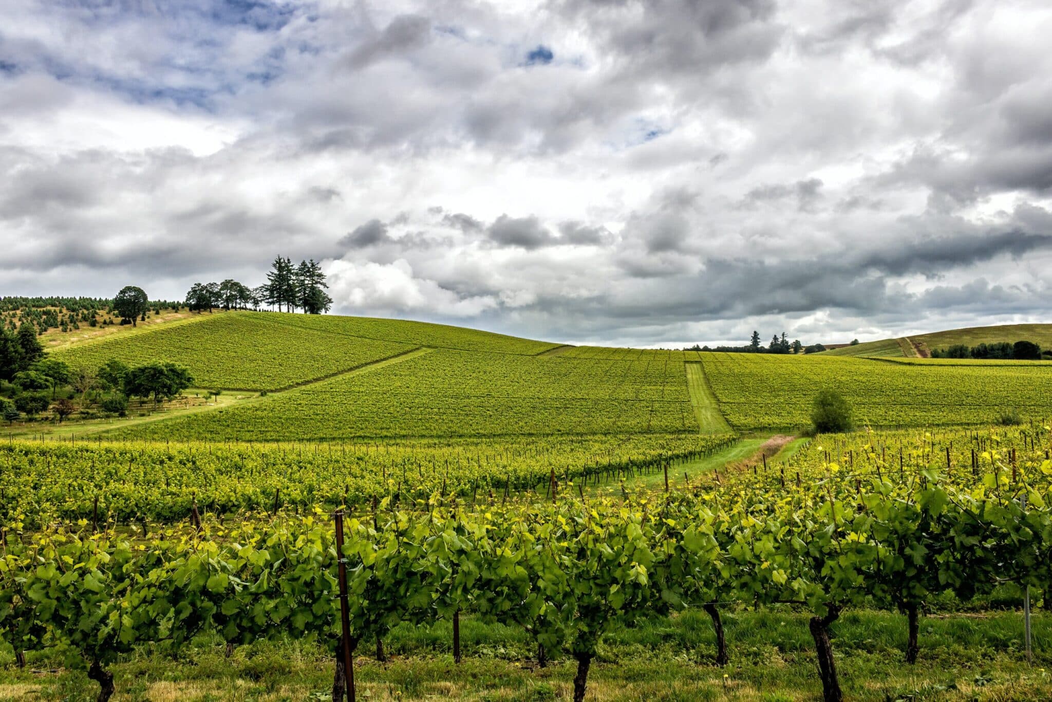 Yakima Valley green rolling hills with vineyards