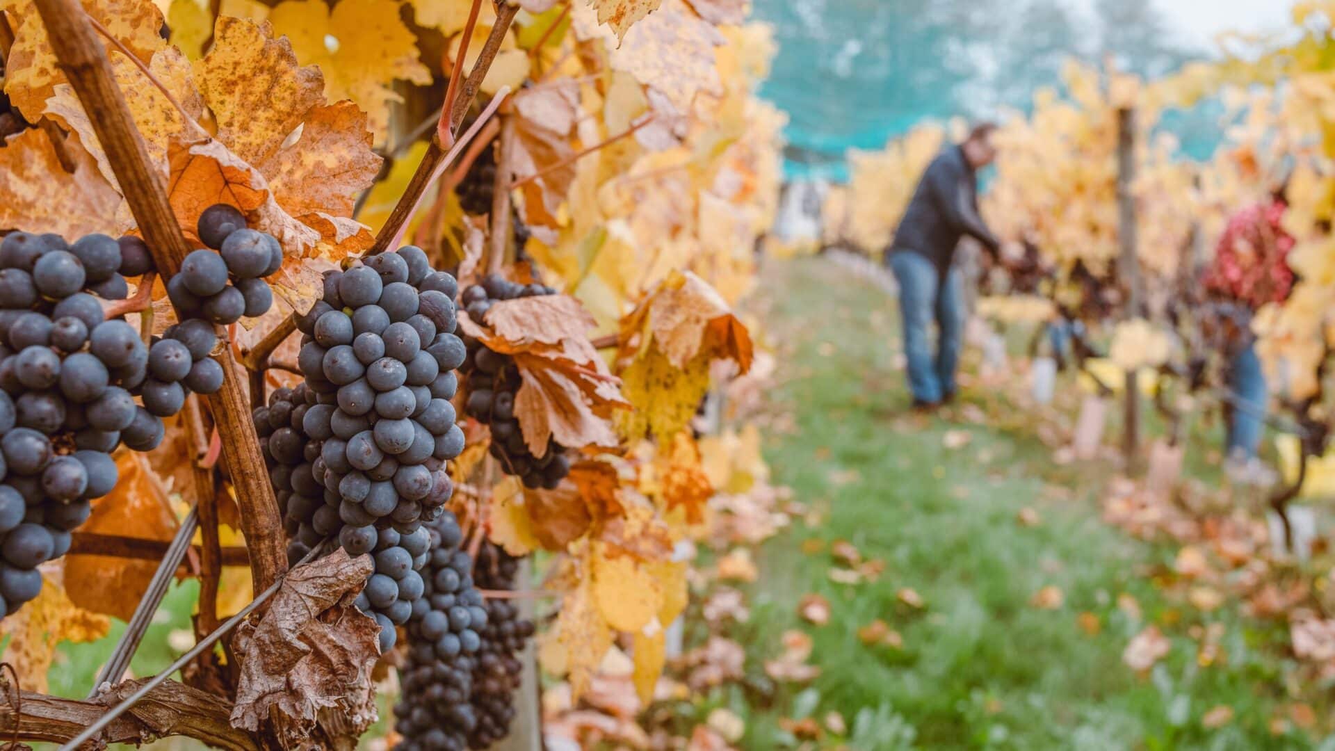 WIIN grape harvest in WA