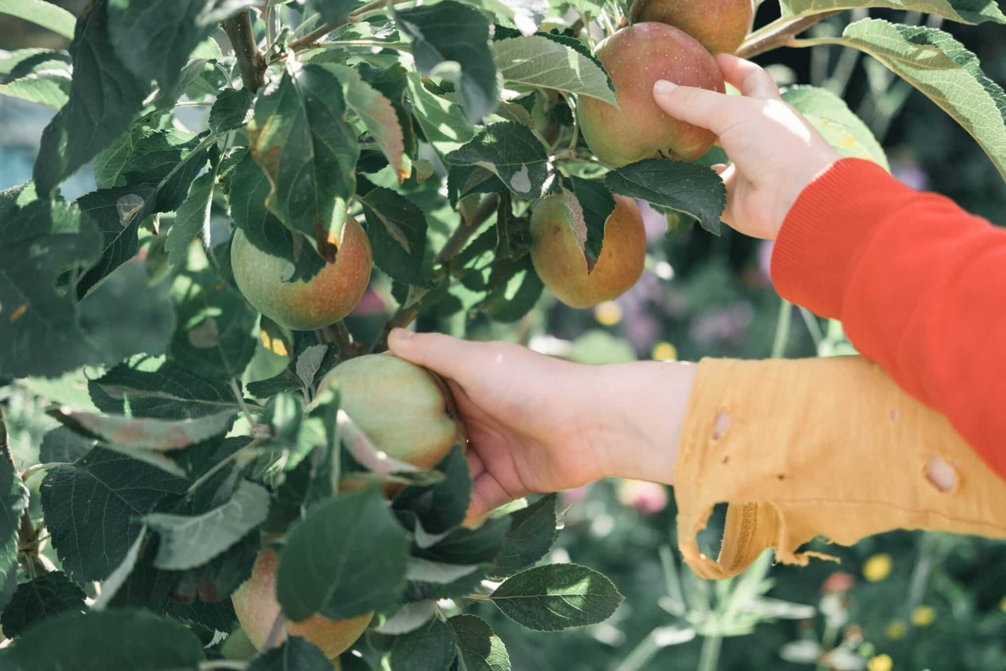 WIIN hands picking apples