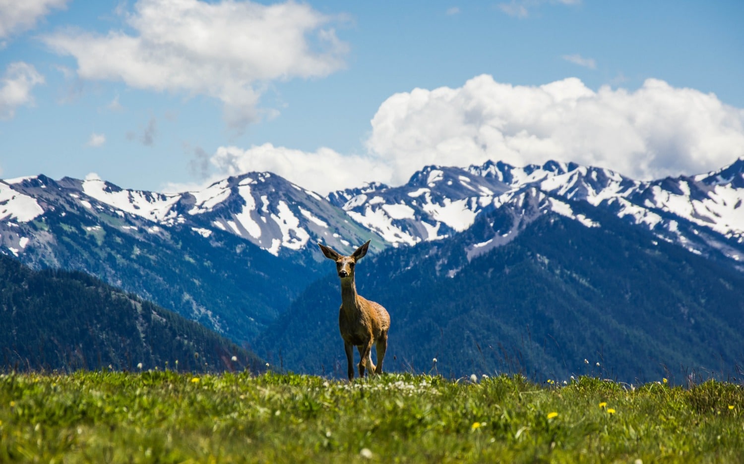 WIIN hurricane ridge deer