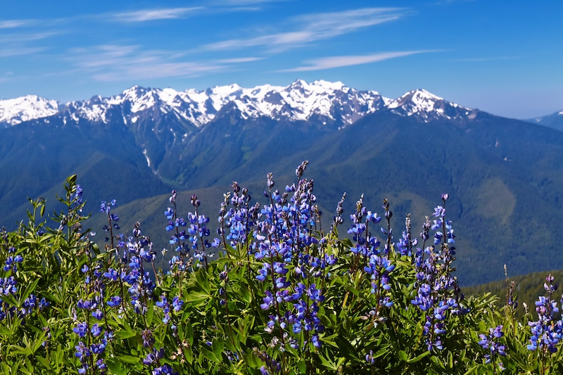 Hurricane Ridge, Olympic National Park, Washington, USA