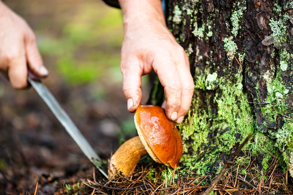 WIIN mushroom foraging action shot