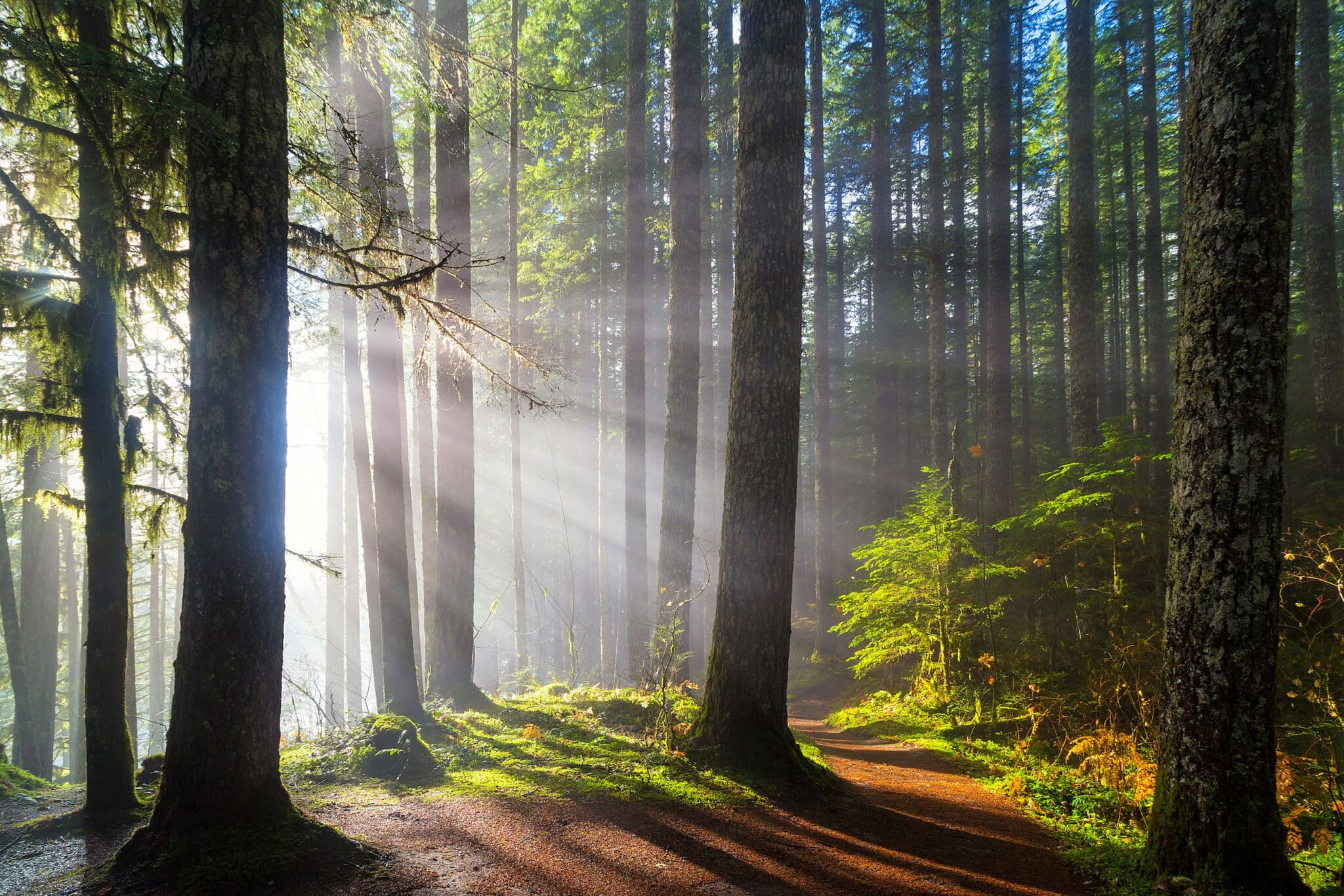 Trail-to-Washington-hot-spring 