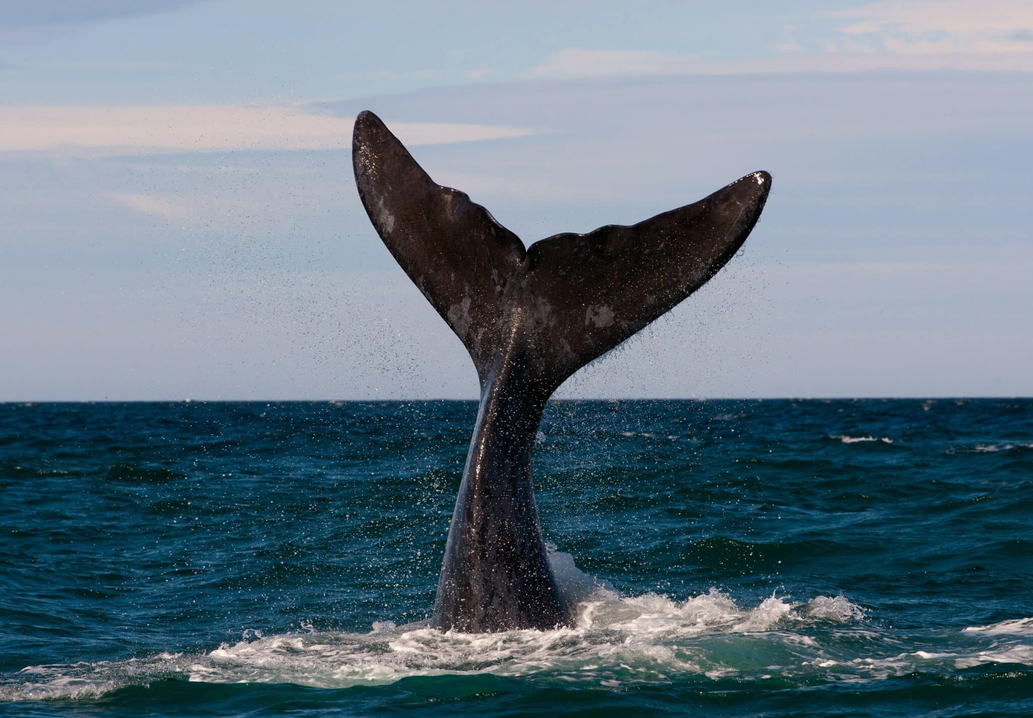 whale-watching-success