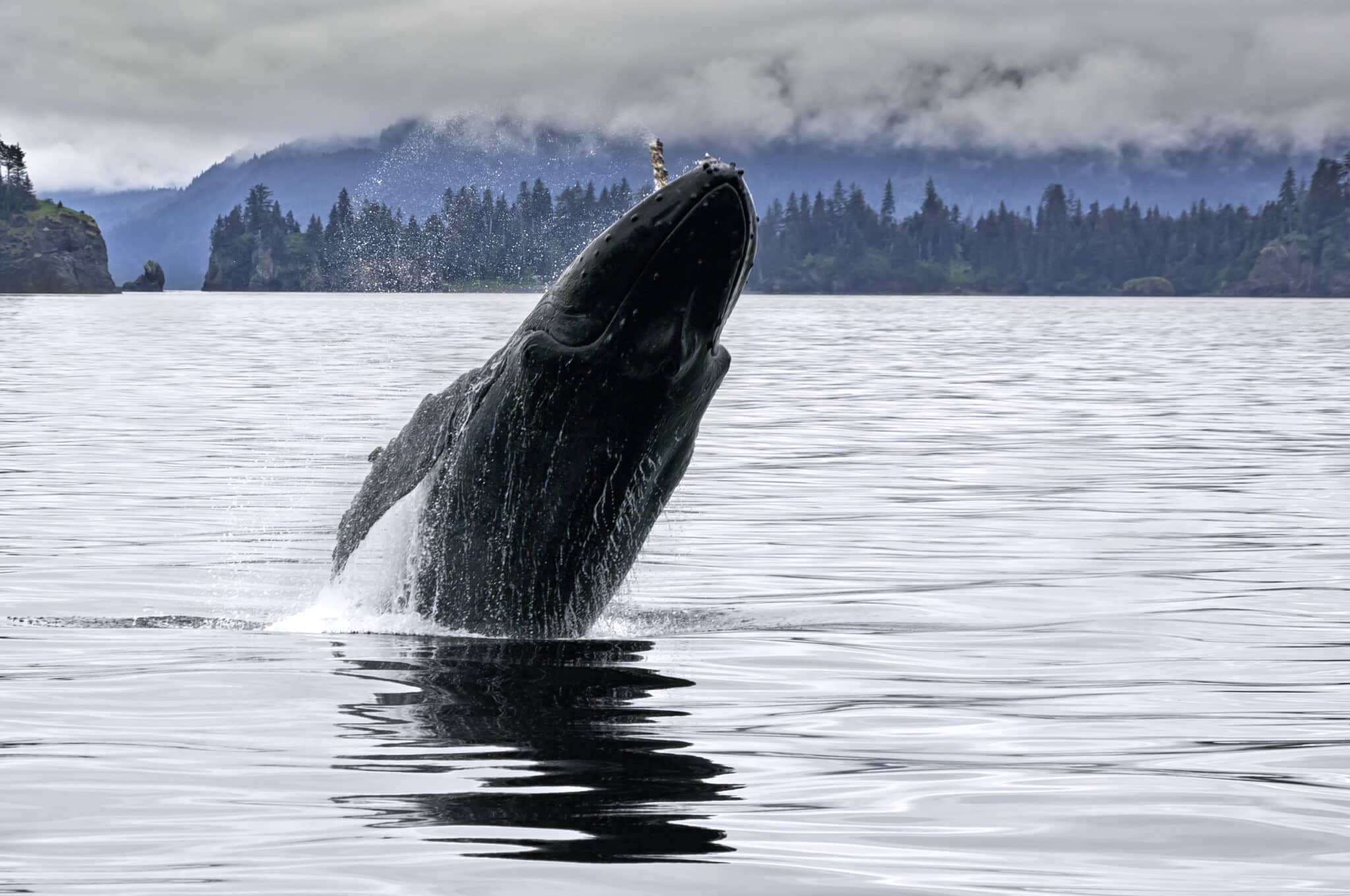 Whale-watching-excitement