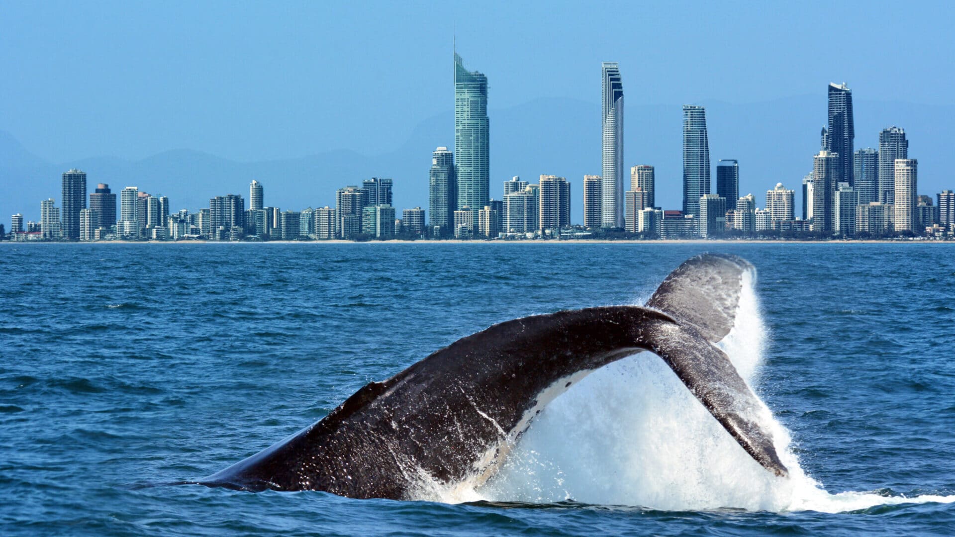 Whale-watching-in-washington-state