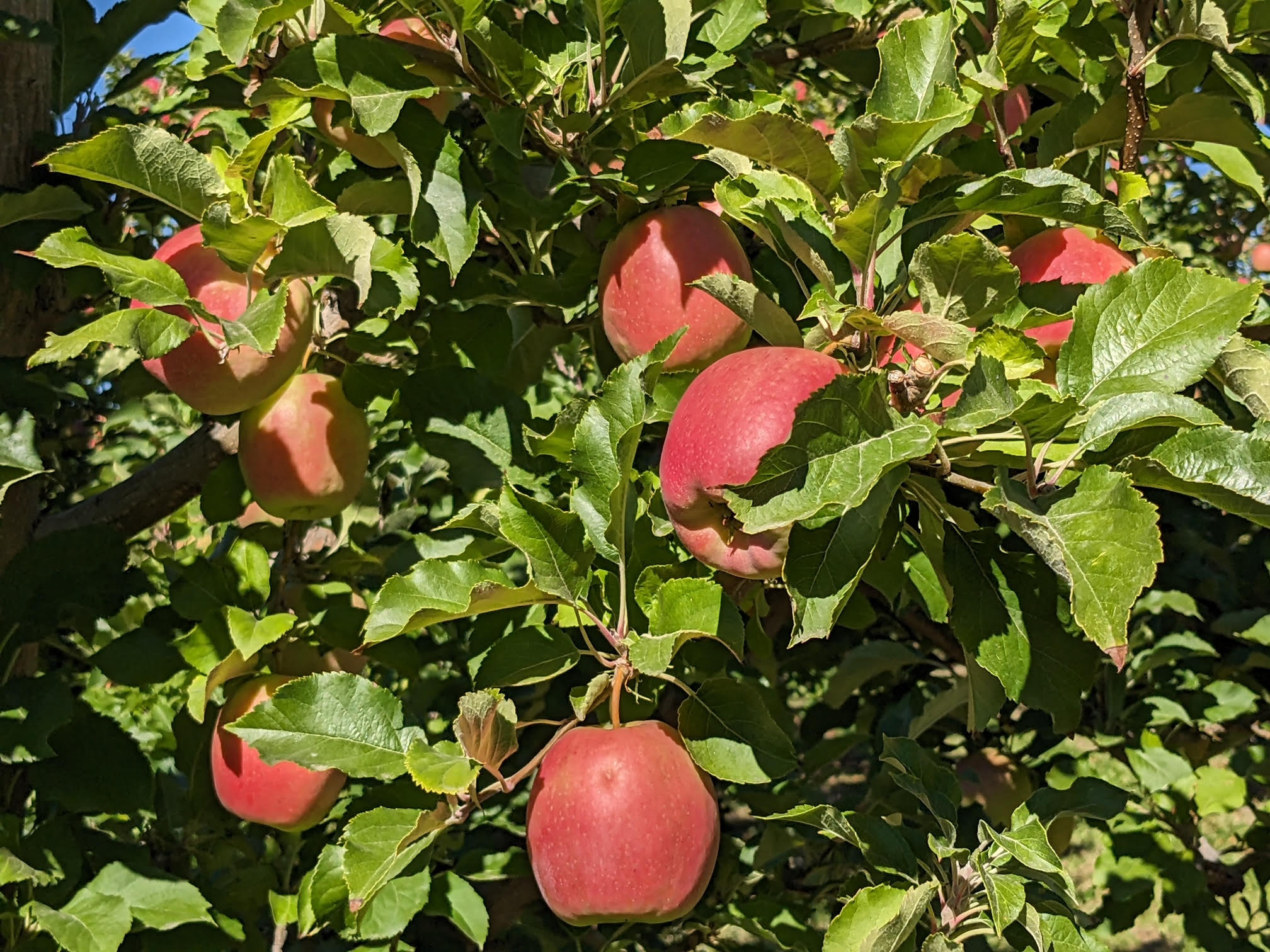 apple capital of the world