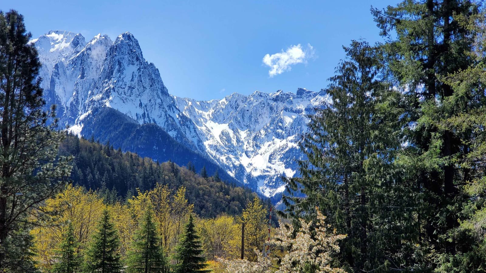 Green trees with snow-capped jagged mountains in the background