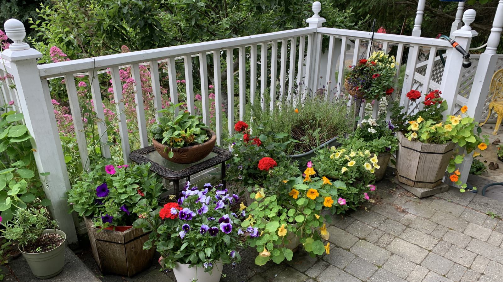 Brick patio with multiple containers with potted multicolored flowers near a white railing with bushes in the background