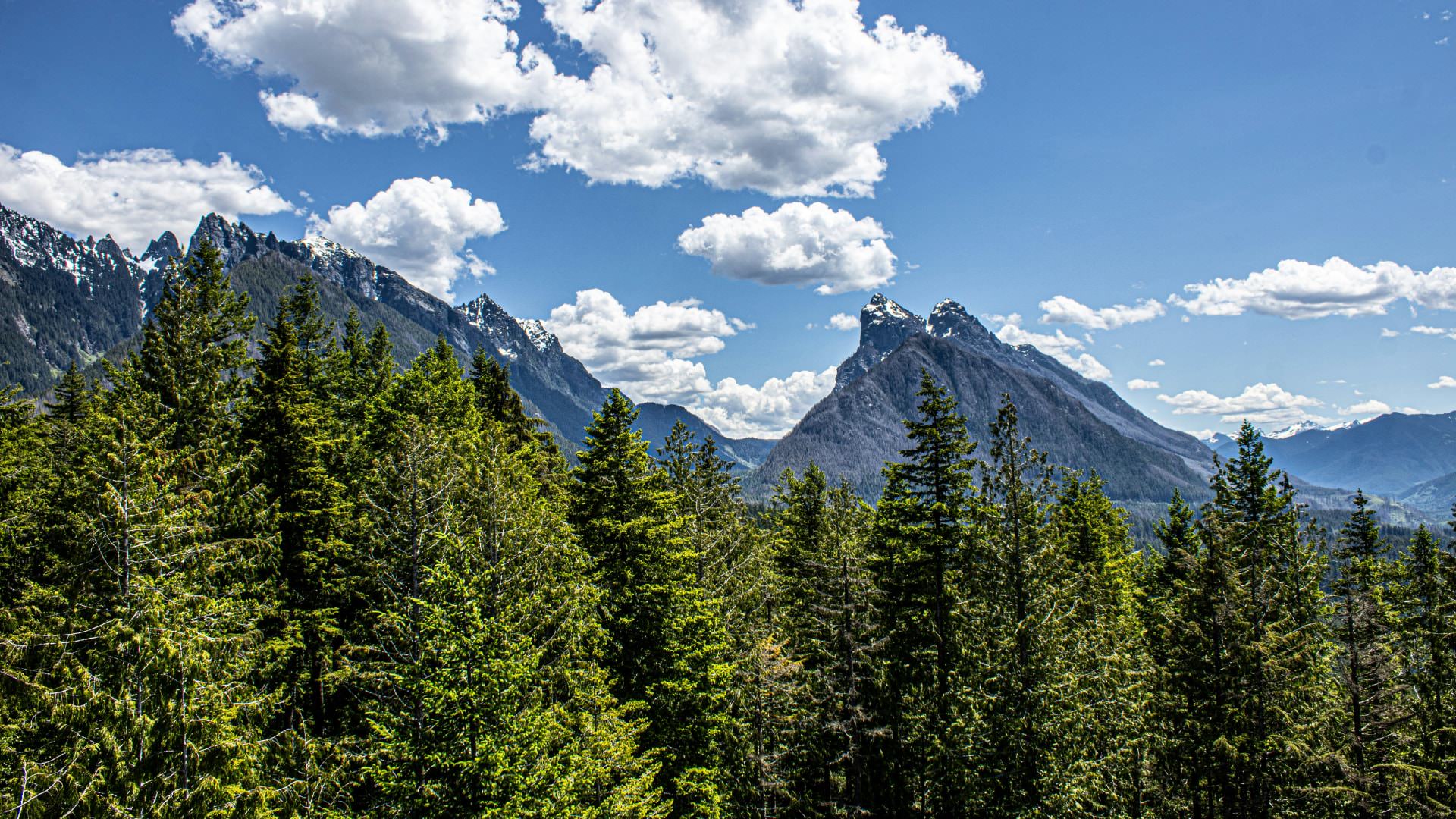 Large green trees with jagged mountain range in the background