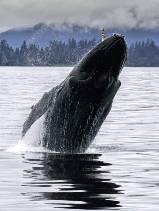 Large whale jumping out of the water with green trees in the background