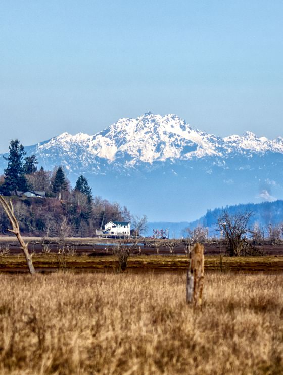 Field with brown grass and large mountain covered with snow in the background