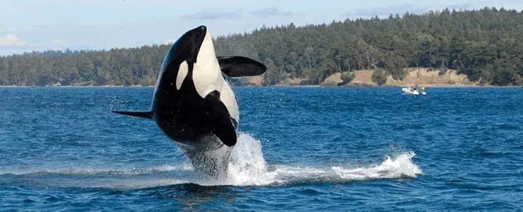 Orca San Juan Islands