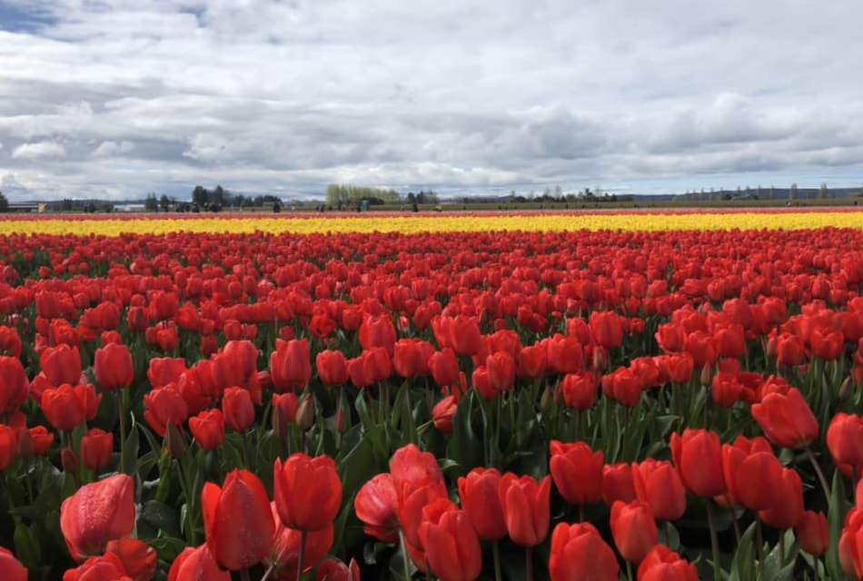 Large field of red and yellow tulips