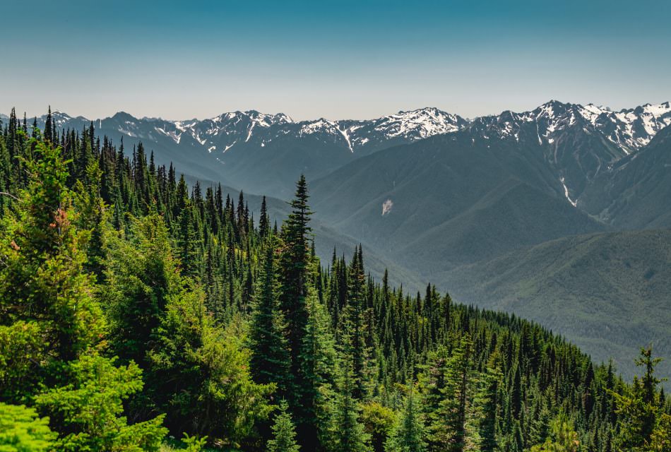 Rolling hills covered in green trees with large mountain range covered with snow in the background