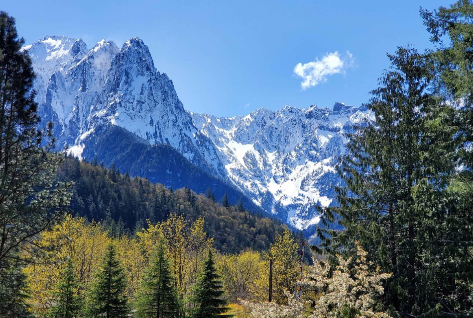 Rolling hills covered in green trees with large mountain range covered with snow in the background