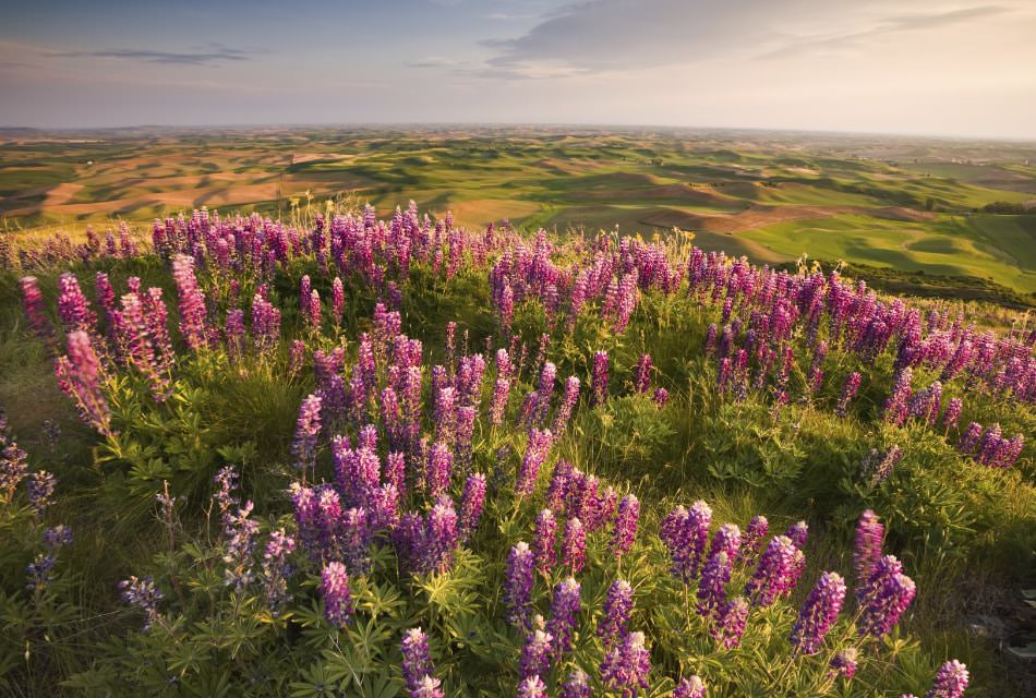 Close up view of green bushes full of purple flowers