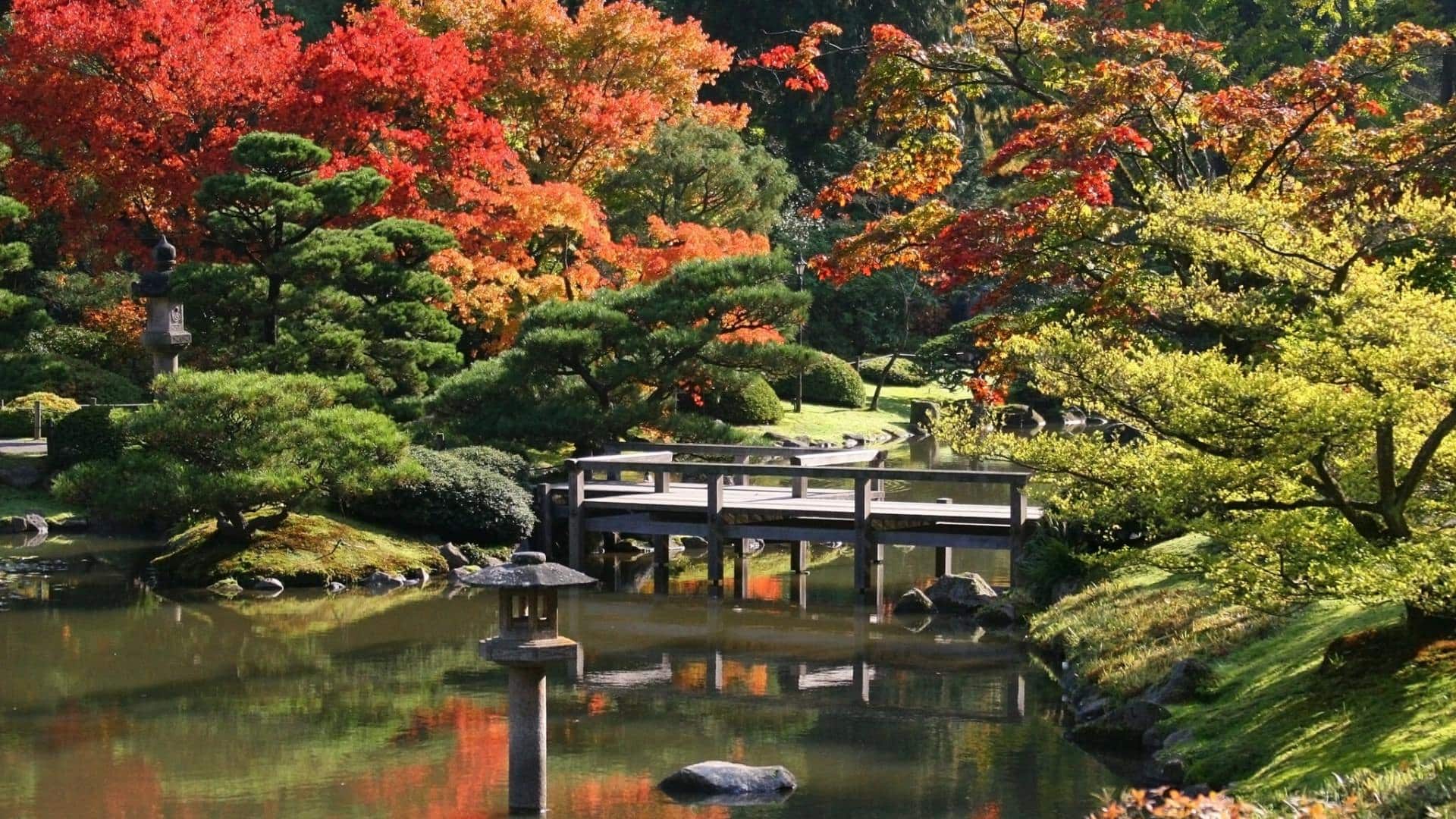 Small calm river with a wooden bridge and surrounded by many green bushes and shrubs and trees changing colors to orange and red