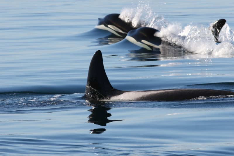 Orcas San Juan Island 