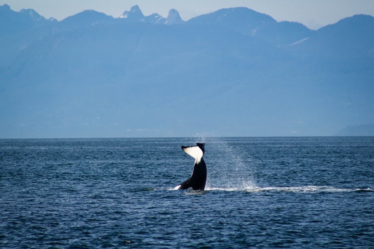 whale tail san juan islands (1)